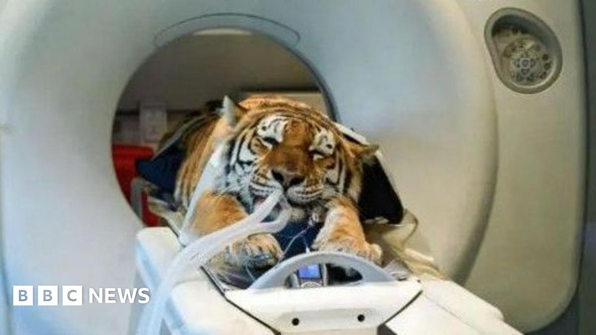 An orange and brown tiger lying down, entering a medical machine