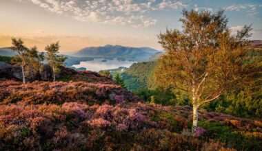 A scenic view of a valley at sunset, featuring purple heather, two birch trees, and mountains reflected in a tranquil lake