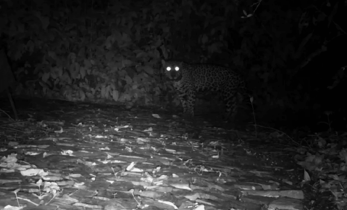 Camera Traps In Brazil Capture Apex Predator Doing Something Totally Unexpected