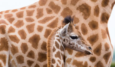 Baby Giraffe at the Sydney Zoo Has Decided His Keeper Is His New Bestie