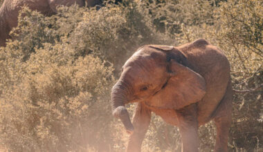 Baby Elephant Wakes Up Every Day and Chooses Chaos, and We're Obsessed
