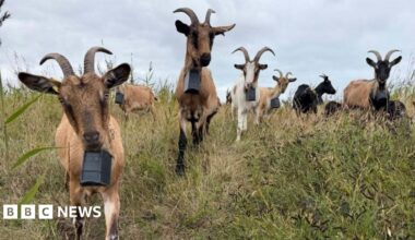Front view of about nine goats, they are variously coloured brown, white and black, with short backward curved horns and square bells around each neck. They are in a field with long, overgrown grass.