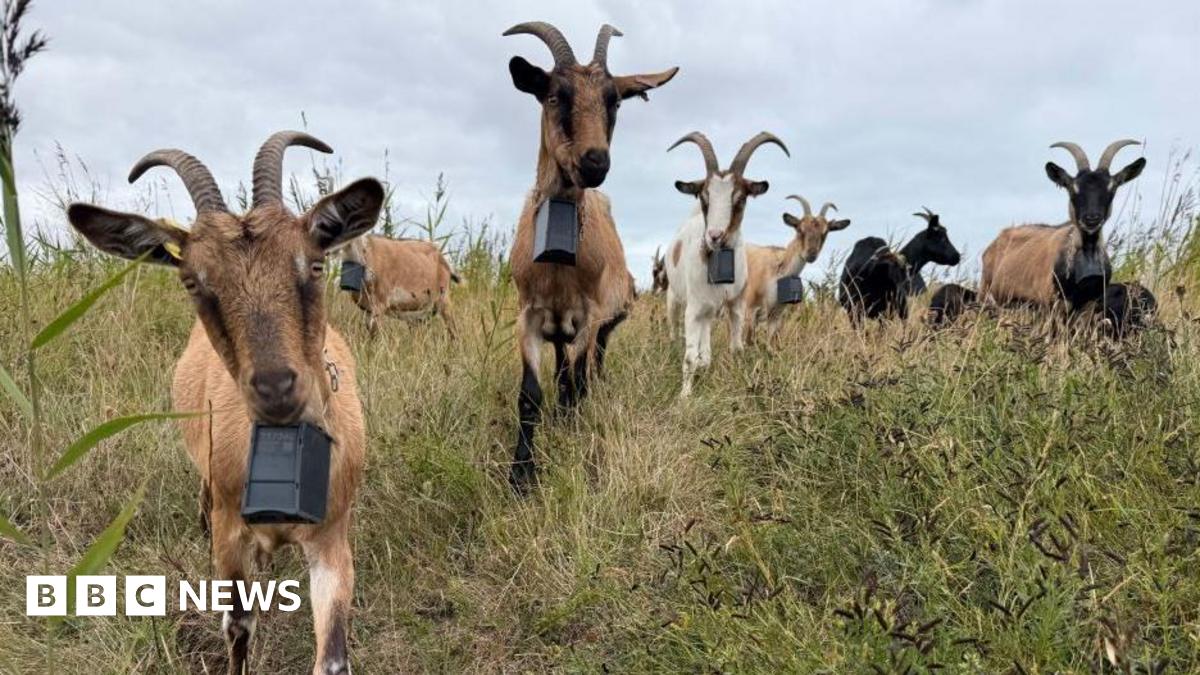 Front view of about nine goats, they are variously coloured brown, white and black, with short backward curved horns and square bells around each neck. They are in a field with long, overgrown grass.