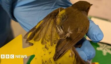 Two photos are side by side. In the first a robin is held in a latex-gloved hand. Only its head is visible. The person holding it wears a top that says Wildlife rescue Cork on it. Only the torso of this person is visible. IN the second picture, a Robin's wing is spayed by  a latex-gloved hand and the other hand holds its body.