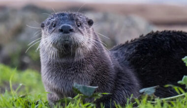 River Otter's Squeaks of Protest While Waking Up From a Nap Couldn't Be Cuter