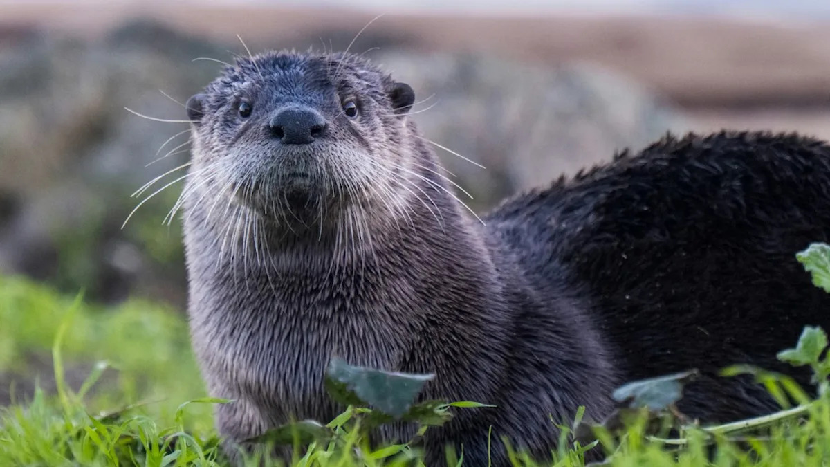 River Otter's Squeaks of Protest While Waking Up From a Nap Couldn't Be Cuter