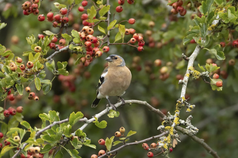 eurasian chaffinch (fringilla coelebs) adult male bird in a hawthorn hedgerow with red berries in summer, england, united kingdom