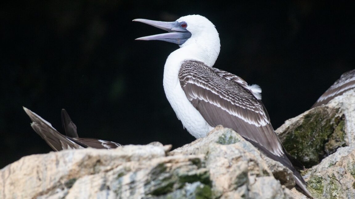 the Peruvian booby (Sula variegata)