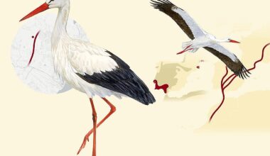 Why storks are swapping Africa for Malaga’s ring road