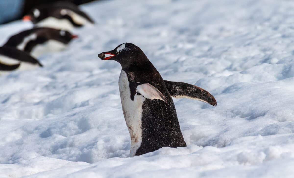 Close Up Of A Gentoo Penguin (pygoscelis Papua) Walking In A Snowy Landscape On Trinity Island, On The Antarctic Peninsula.