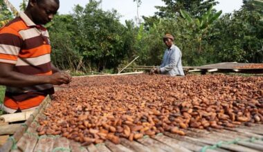 Ivory Coast to set Cocoa prices at 800–1,000 CFA – Reuters