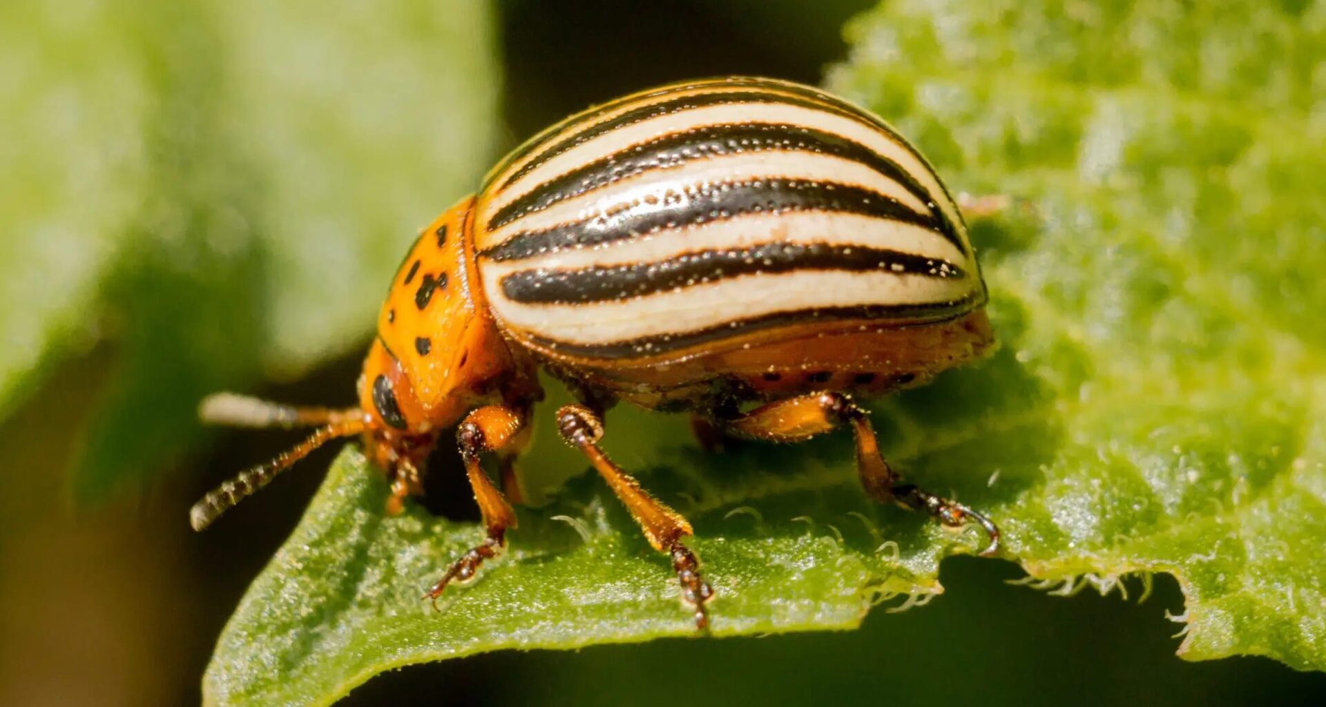 Potatoes & Products: Industry, News, Stats, Prices, Markets & Trends