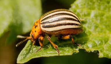 Potatoes & Products: Industry, News, Stats, Prices, Markets & Trends