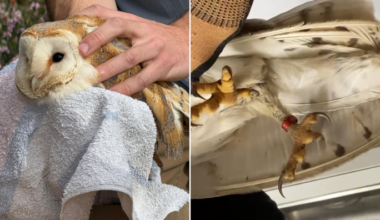 Second barn-owl be found with shotgun injuries, BirdLife warns species is extinct