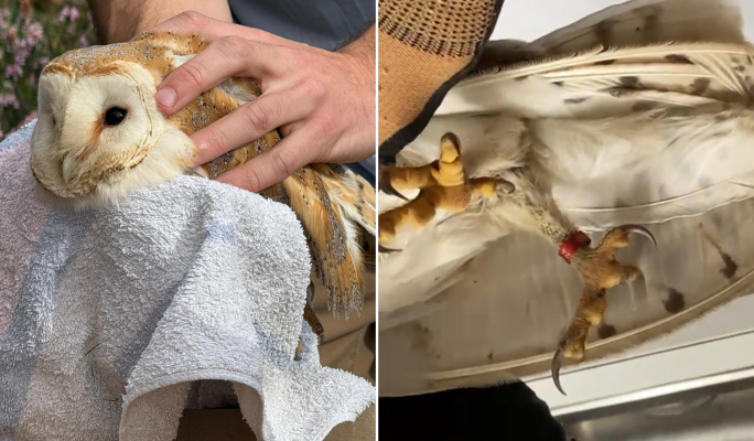 Second barn-owl be found with shotgun injuries, BirdLife warns species is extinct