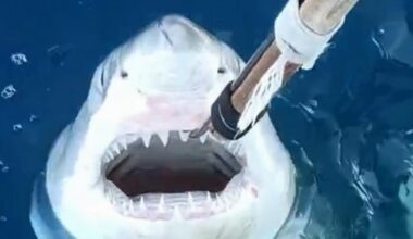 Great White Sharks could be breeding in the Mediterranean | News World