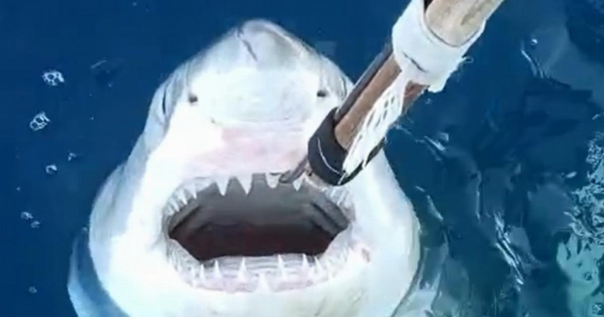 Great White Sharks could be breeding in the Mediterranean | News World