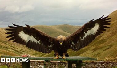 Merrick the golden eagle