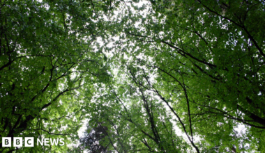 A tree canopy. The leaves are green. Some light is creeping through.