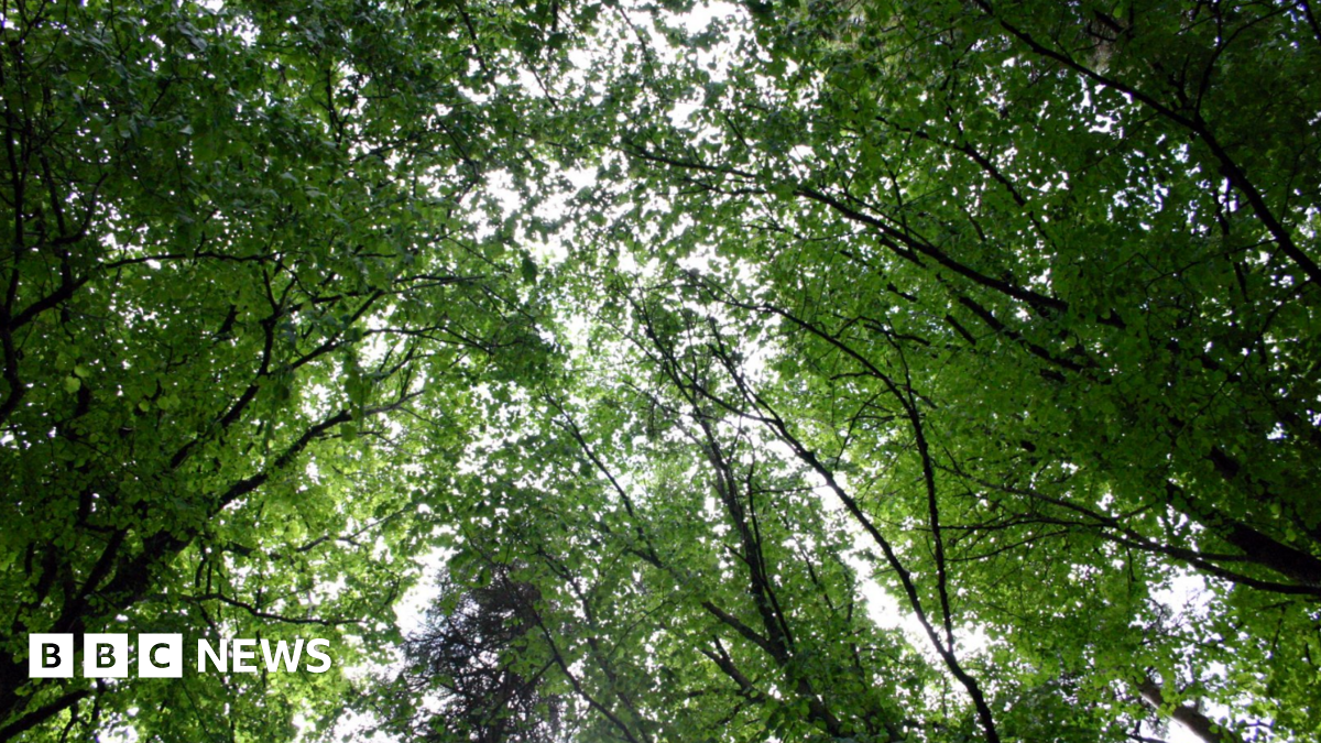A tree canopy. The leaves are green. Some light is creeping through.