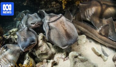 Shark population may have fallen prey to algal bloom, SA ecologists fear