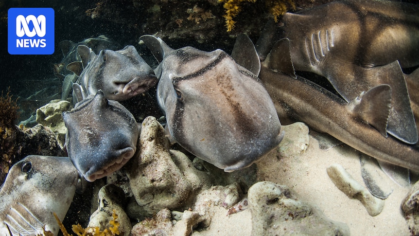 Shark population may have fallen prey to algal bloom, SA ecologists fear