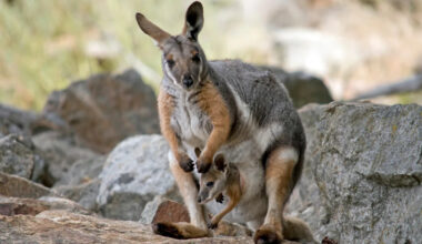 Tiny Baby Wallaby Falling Out of Mom's Pouch Is the Most Chaotic Morning Walk Surprise