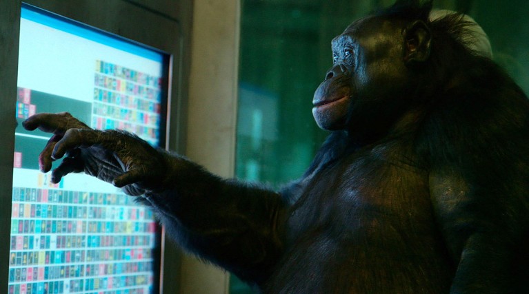 Kanzi the bonobo uses one hand to interact with a digital computer screen.