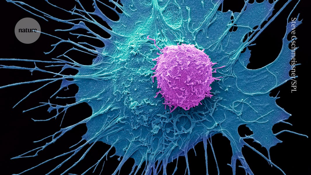 Innovative CAR-T therapy destroys cancer cells without dangerous side effects