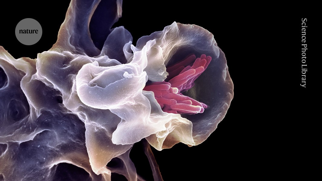 ‘Universal vaccine’ protects mice against multiple pathogens