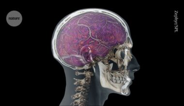 How ‘skull drains’ keep the brain safe from damage and pathogens