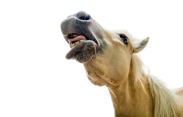 Close up view of a cream-coloured horse neighing.