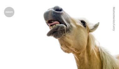 researchers identify two sounds straight from the horse’s mouth