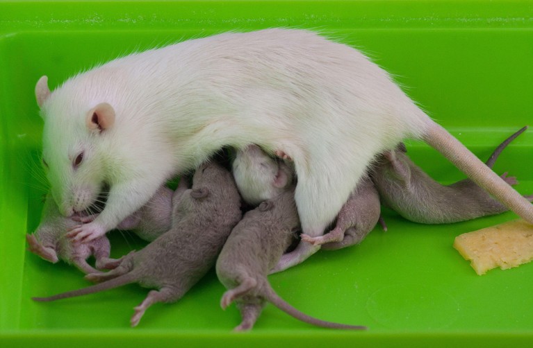 A white laboratory rat nurses a large litter of pups within a green container.