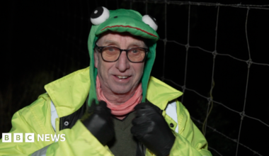 A large toad with brown patches is being held in someone's palms. On top of the large toad is a slimy smaller toad which is gripping onto the larger toad's back.
