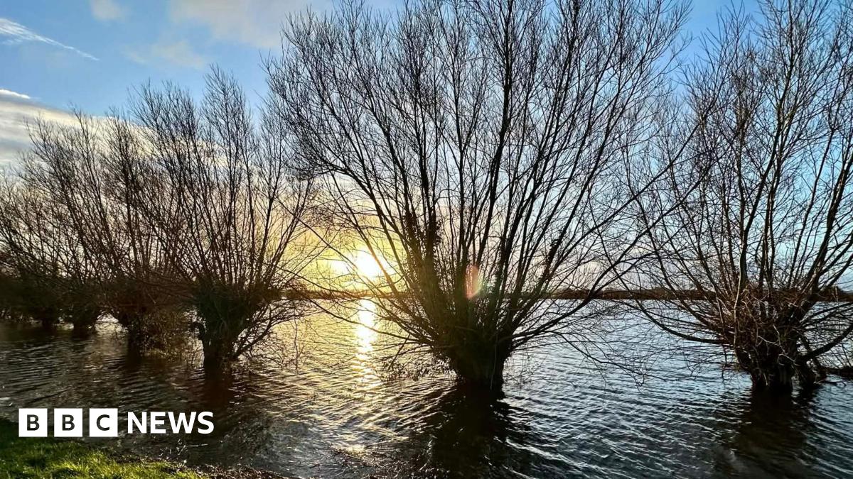 Trees with dark branches are seen silhoutted against the setting sun on the Somerset levels. The trees are surrounded by flood water