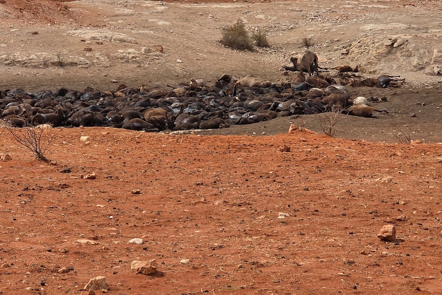 A mass of camel corpses in a dry outback water source.