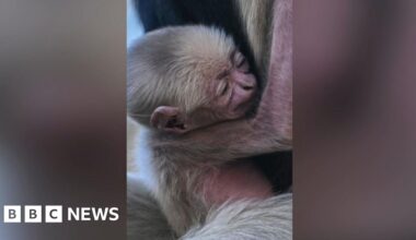 Baby pileated gibbon clutches to mother's chest