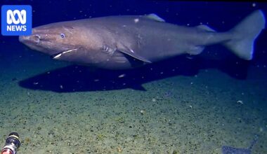 Shark filmed swimming in deep Antarctic waters for first time