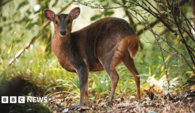 A fossil of part of a crinoid that resembles a row of teeth. The markings form a curved shape with pale, tooth‑like segments set against the darker surface of the fossil. The fossil rests on another rock in the foreground.
