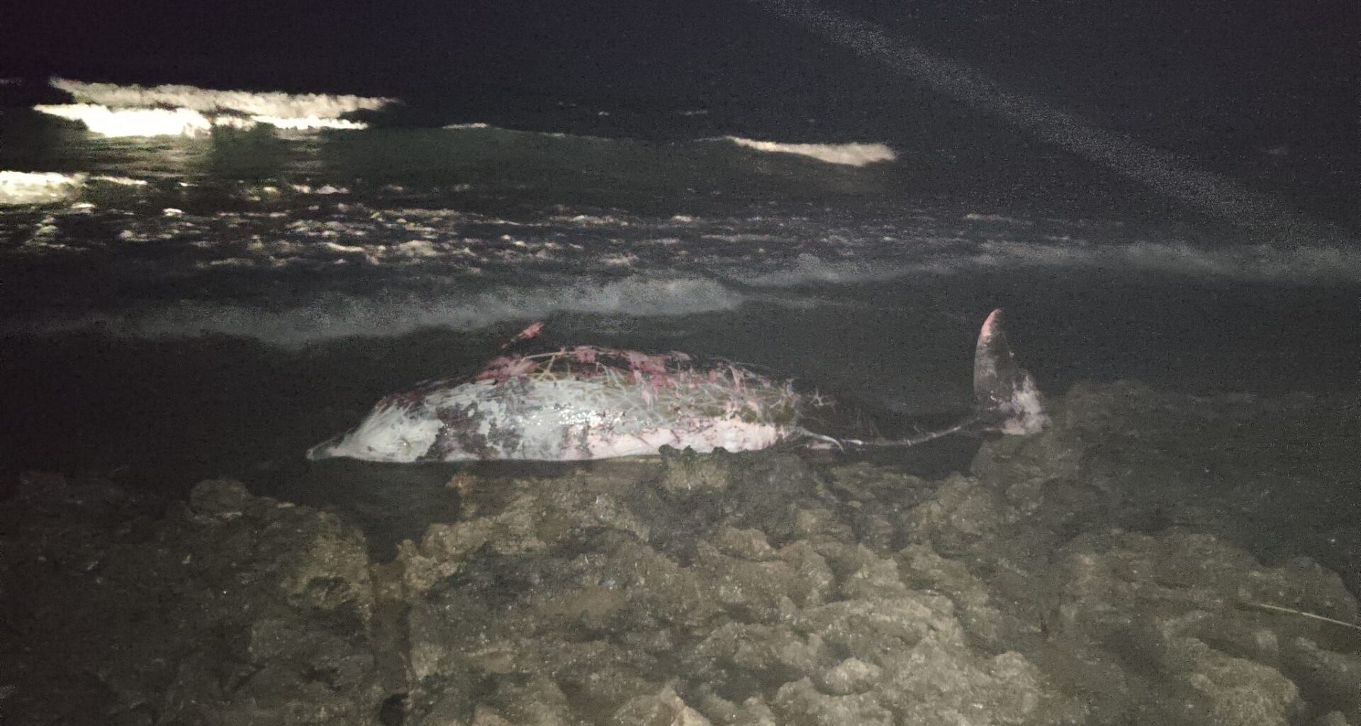 cover Beaked whale found dead on Cyprus beach
