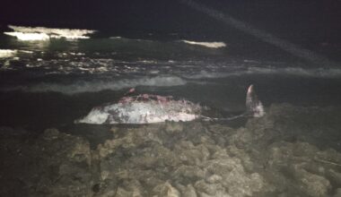 cover Beaked whale found dead on Cyprus beach