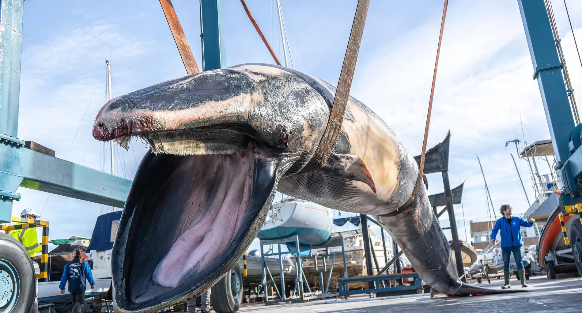 Nine-metre whale is found floating in Valencia port