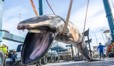 Nine-metre whale is found floating in Valencia port