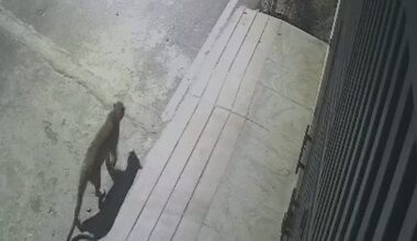 Watch: Leopard spotted in Bengaluru's JP Nagar; viral CCTV video captures wild cat's movements - Deccan Herald