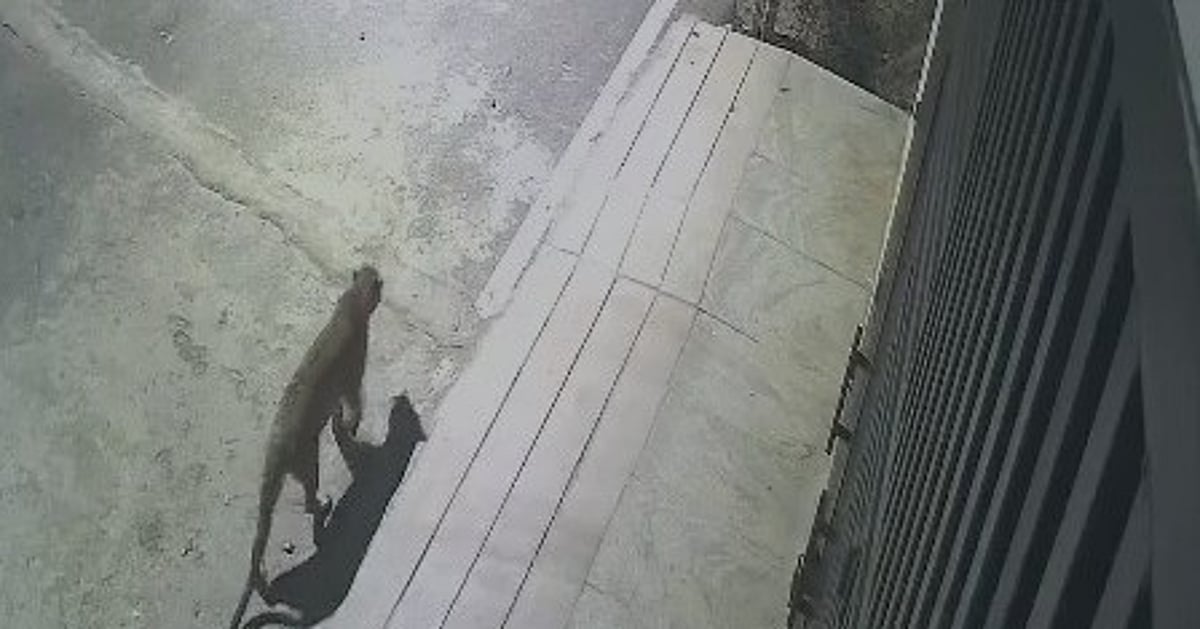 Watch: Leopard spotted in Bengaluru's JP Nagar; viral CCTV video captures wild cat's movements - Deccan Herald