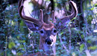 Deer Create Mysterious Ultraviolet Signals That Glow in Forests : ScienceAlert