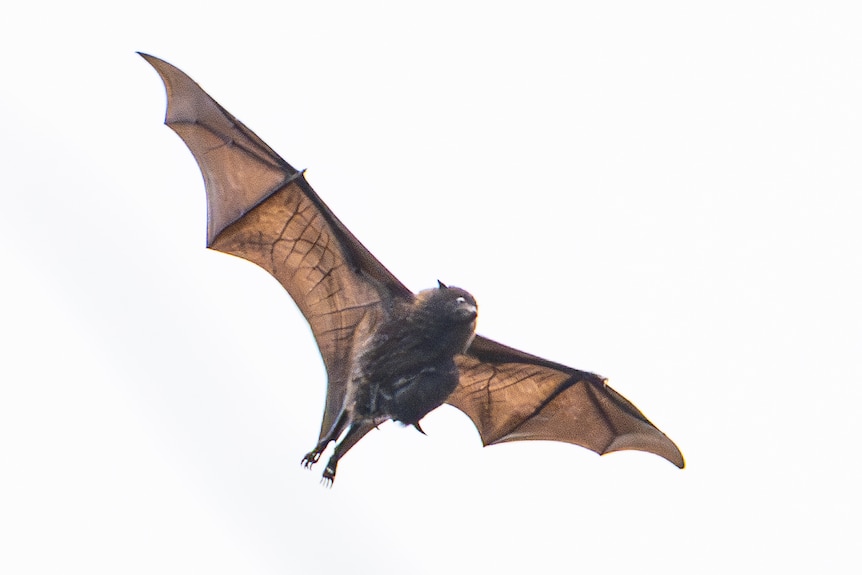 A slightly blurry photo of a bat flying overhead, with a baby bat clutching its underbelly.