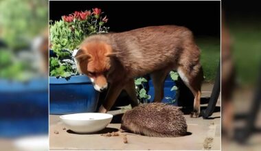 Red fox and hedgehog eating from a bowl of cat food in a garden at night in Dietlikon, Switzerland.