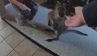 Colorado deputies track down "Charlie the Wallaby" seen running around Highlands Ranch neighborhood